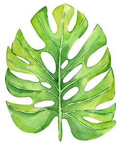 Illustration Watercolor hand painted green tropical leaves,, DZHAMILIA ABDULAEVA