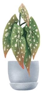 Illustration Begonia Maculata, dots. Houseplant in pot., Ilona Myronenko