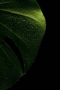 Illustration young monstera leaf in droplets of water, Serhii_Yushkov
