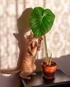 Illustration Kitten and indoor plant philodendron, Rhisang Alfarid, (30 x 40 cm)