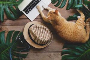 Illustration Domestic ginger cat acts as human, Chansom Pantip