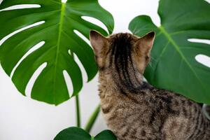 Illustration tabby cat kitty playing with monstera, AMphotography