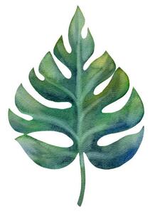 Illustration Watercolor green monstera leaf isolated on, Anastasiia Dubitskaia, (40 x 40 cm)