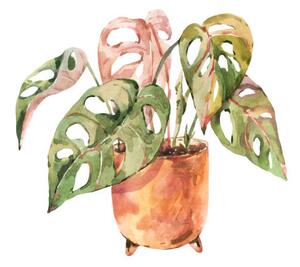 Illustration Watercolor indoor plants, monstera urban jungle, Belus