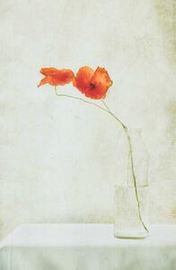 Illustration Two Poppies in a Bottle, Delphine Devos, (26.7 x 40 cm)