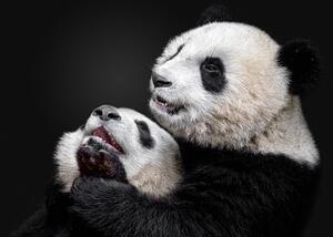 Fotografi Pandas, Alessandro Catta