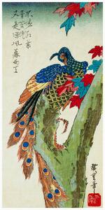 Konsttryck Peacock Perched on a Maple Tree (Japan) - Utagawa Hiroshige, (20 x 40 cm)
