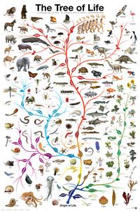 Poster, Affisch Evolution - The Tree of Life