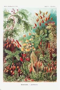 Poster, Affisch Ernst Haeckel - Laubmoose, (61 x 91.5 cm)