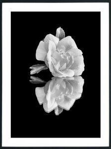 Posterworld - Motiv White Rose - 70 x 100 cm