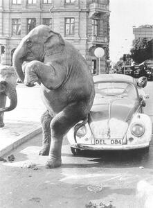 Fotografi Elephant on VW, ca. 1950, exact place unknown, Cuba, Caribbean, Central America, 1950, (30 x 40 cm)