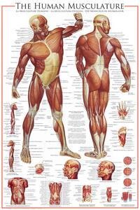 Poster, Affisch The Muscular System