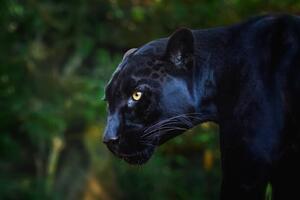 Fotografi Black Jaguar (Panthera onca) - Melanistic Feline, diegograndi