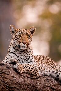 Fotografi Leopard, Chobe National Park, Botswana, Mint Images/ Art Wolfe