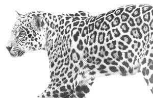 Fotografi jaguar, Eric Schaeffer