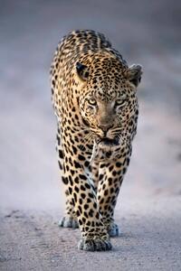 Fotografi Leopard Portrait, Kathleen Reeder Wildlife Photography