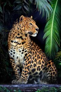 Fotografi Close young leopard portrait in jungle, Byrdyak