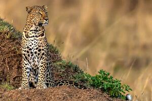 Fotografi Leopard scanning the area, Manoj Shah