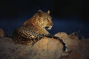 Fotografi African leopard (Panthera pardus) laying on rock, Daryl Balfour