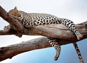 Fotografi Leopard Lying in Tree Against Blue, Vicki Jauron, Babylon and Beyond Photography