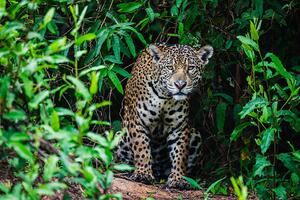 Fotografi A wild jaguar hunting in the, Jami Tarris