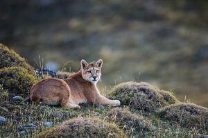 Fotografi A puma laying in tuft grass, Jami Tarris