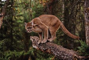 Fotografi Mountain Lion on Tree Stump, John Conrad