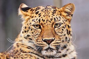 Fotografi Portrait of Amur leopard, Picture by Tambako the Jaguar