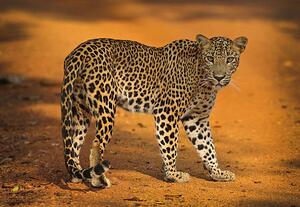 Fotografi Sri Lankan Leopard, all images copyright of Jamie Lamb - elusive-images.co.uk