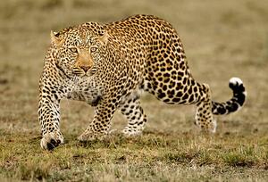 Fotografi Leopard, McDonald Wildlife Photography Inc