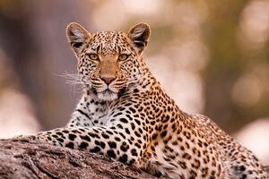 Fotografi Leopard, Chobe National Park, Botswana, Mint Images/ Art Wolfe