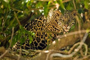 Fotografi Jaguar, McDonald Wildlife Photography Inc