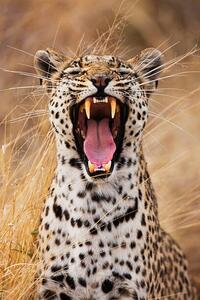 Fotografi A leopard yawning, close-up portrait, Jami Tarris