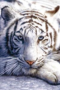 Poster, Affisch White tiger, (61 x 91.5 cm)
