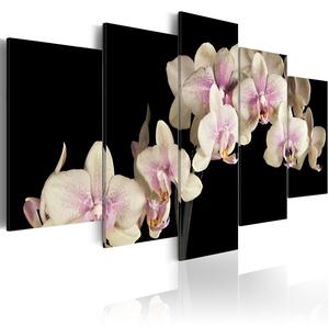 Canvas Tavla - An orchid on a contrasting background - 100x50