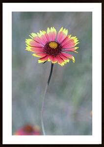 Pink Aster Poster