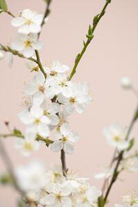 Konstfotografering Cherry tree flowers, Studio Collection, (26.7 x 40 cm)