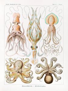 Konsttryck Gamochonia–Trichterkraken (Octopus / Academia) - Ernst Haeckel, (30 x 40 cm)