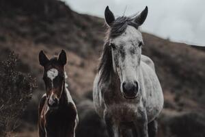 Fotografi Selective focus shot of horses on, Wirestock