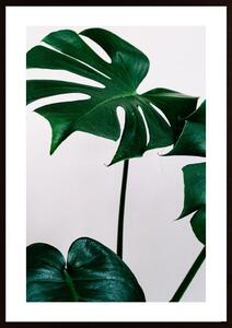 Green Leaves Poster