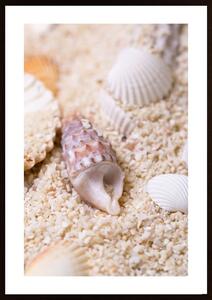 Seashell In Sand 2 Poster