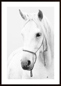 White Horse Poster