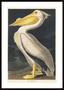 White Pelican Poster