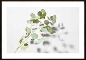 Green Plant Poster