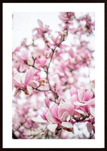 Pink Flowering Tree Poster