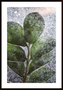 Green Plant And Water Poster