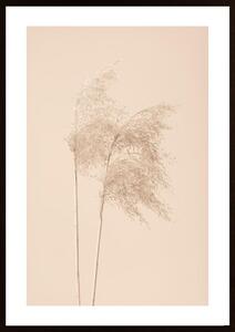 Reed Grass Beige 02 Poster