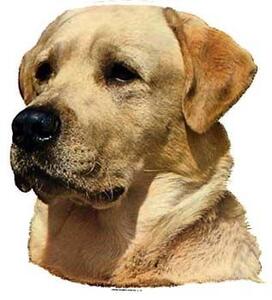 Hunddekal - Labrador gul (huvud)