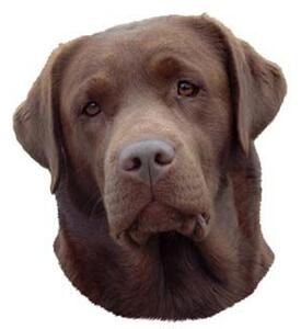 Hunddekal - Labrador brun (huvud)