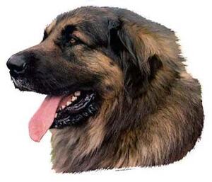 Hunddekal - Leonberger (huvud)
